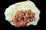 Red & Brown Vanadinite Crystal Cluster - Morocco #117717-1